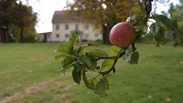 Äppelplockarträff 2025